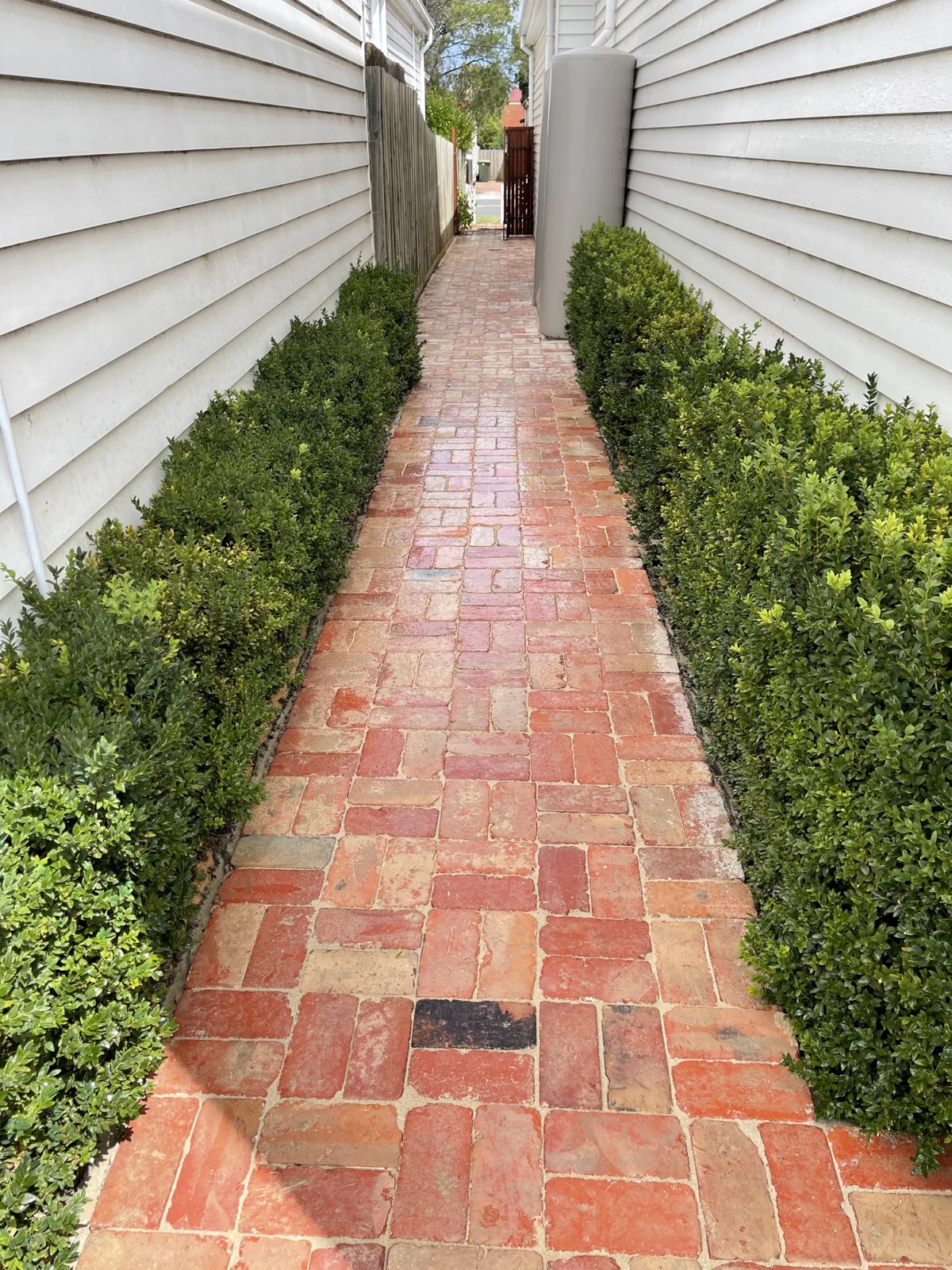 Recycled brick path through hedged garden