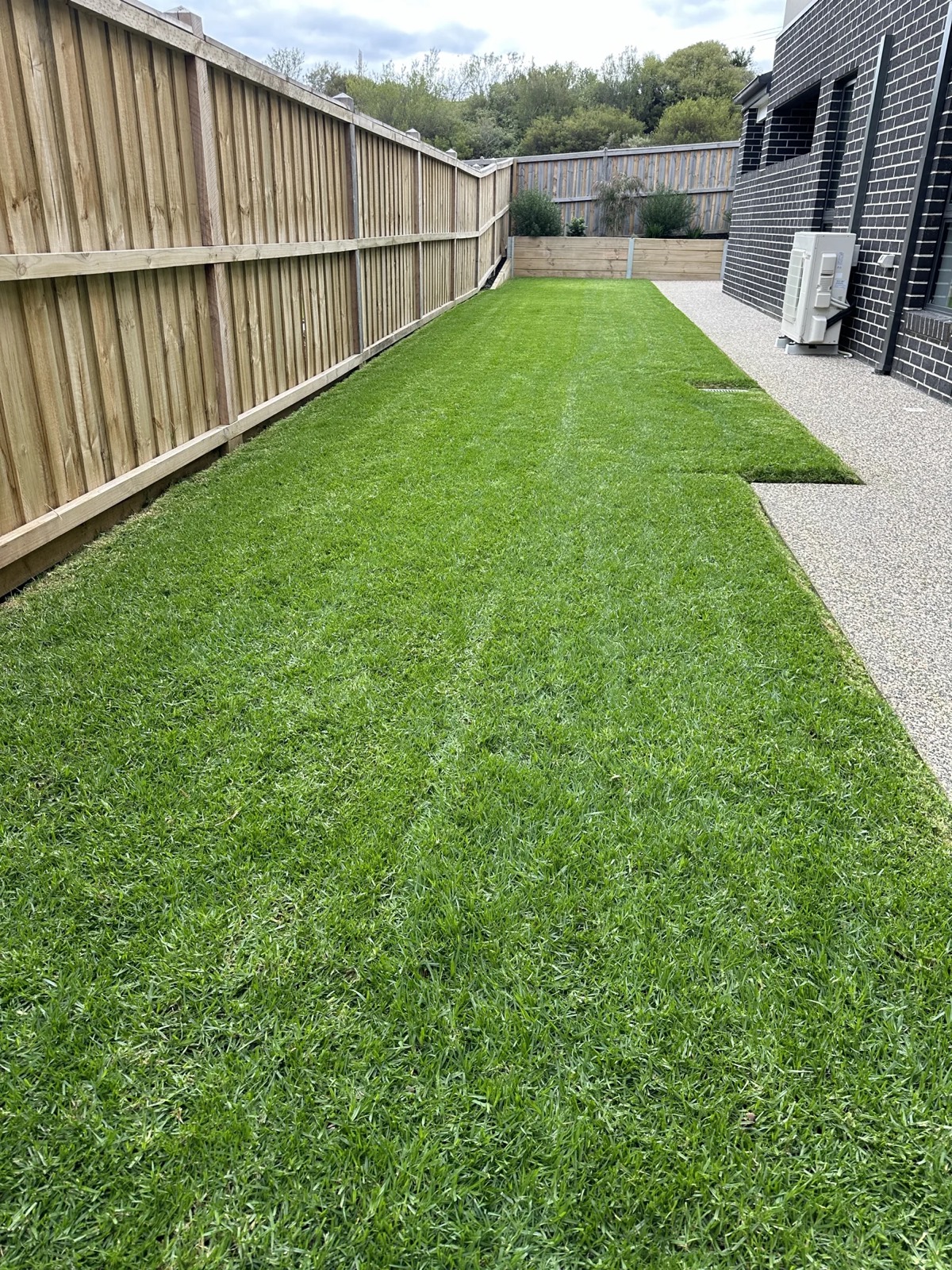 Turf lawn in side yard
